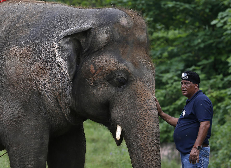 FILE - In this Sept. 4, 2020, file photo, Dr. Amir Khalil, a veterinary from the international animal welfare organization "Four Paws" comforts to an elephant named "Kaavan" during his examination at the Maragzar Zoo in Islamabad, Pakistan. Iconic singer and actress Cher was set to visit Pakistan on Friday, Nov. 27, 2020 to celebrate the departure of Kaavan, dubbed the “world’s loneliest elephant,” who will leave his Pakistani zoo for better conditions after years of lobbying by animal rights groups and activists. (AP Photo/Anjum Naveed, File)