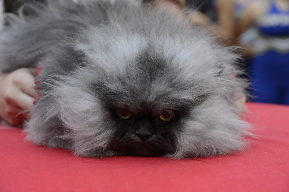  Colonel Meow, el gato que ganó un récord Guinness por su largo pelaje