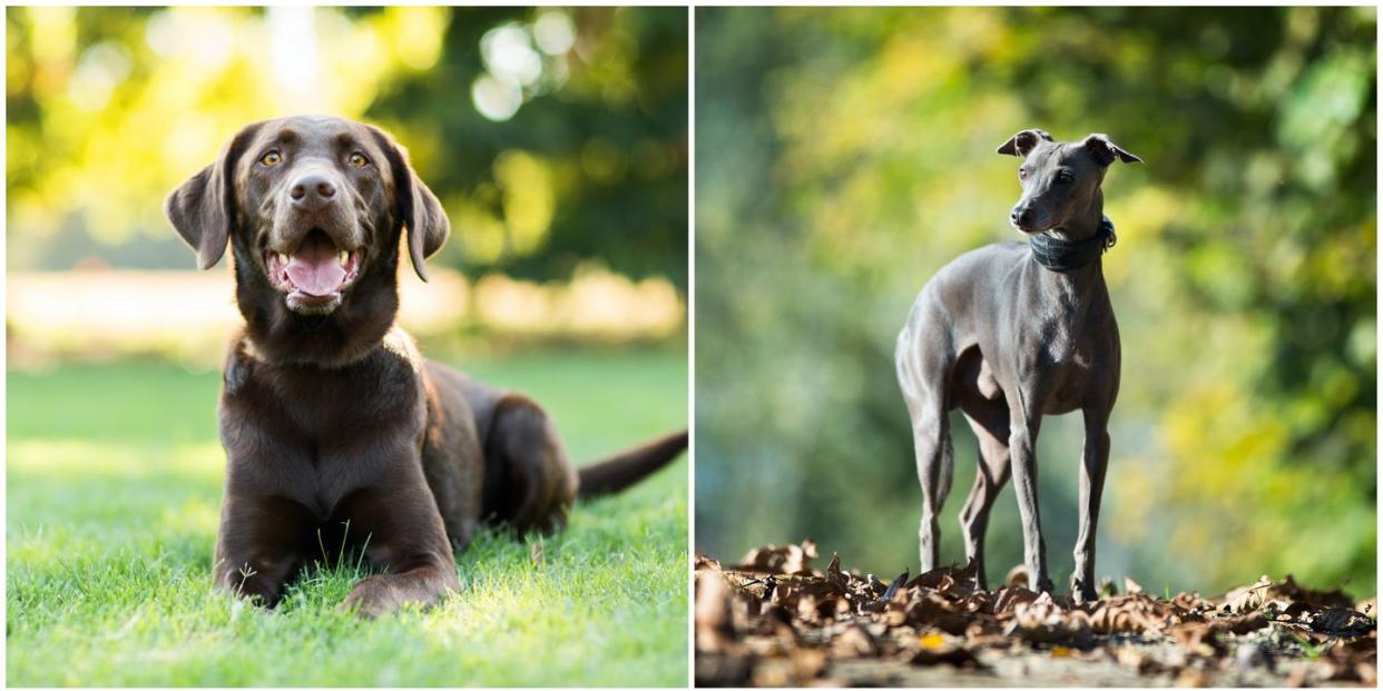 dog breeds boost mental health