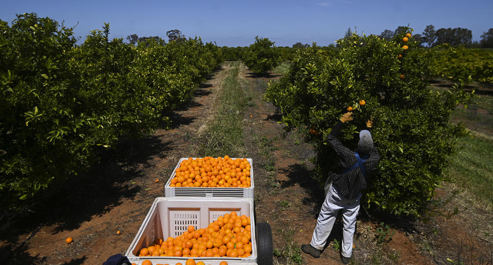 Fruit picker Wayne Smith harvests oranges on a farm near Leeton, NSW.