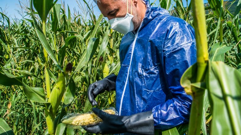 man inspecting corn crop