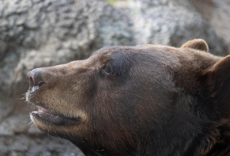 American black bear, Ursus americanus, in the Houston Zoo in Texas via Getty Images