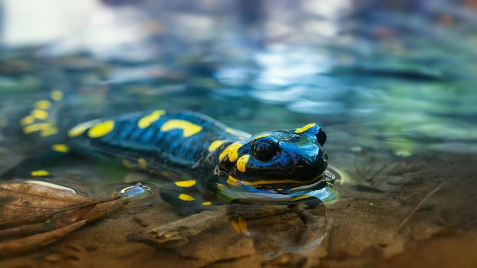 Salamanders are another group of animals at risk of widespread chytrid fungal disease. <a href="https://www.shutterstock.com/image-photo/beautiful-lizard-fire-salamander-water-spring-1651663024" rel="nofollow noopener" target="_blank" data-ylk="slk:Shutterstock;elm:context_link;itc:0;sec:content-canvas" class="link ">Shutterstock</a>