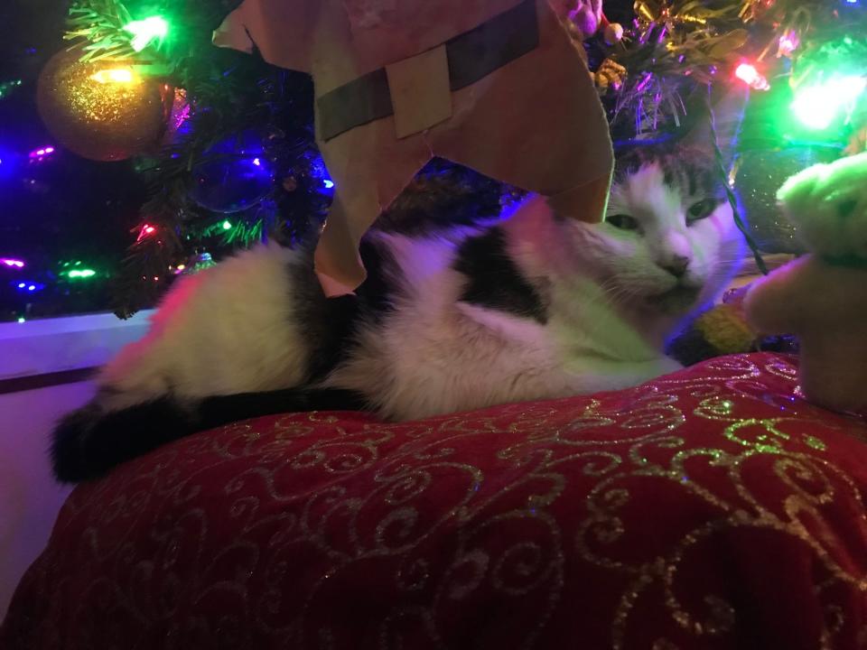 Kitty is enjoying his Christmas tree after two months away from home. His owner, Debbie Auer, spent every night on the streets of South Milwaukee looking for her lost cat. Kitty was found on Dec. 20.