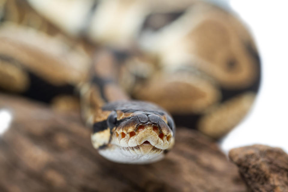 Ball Python close up (Python Regius)