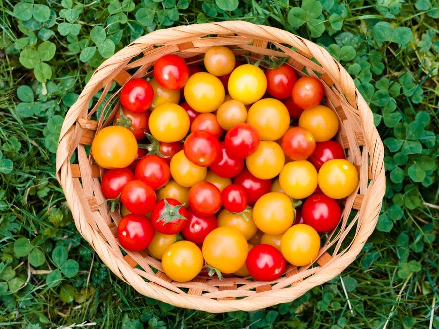 Tomatoes in a wicker basket