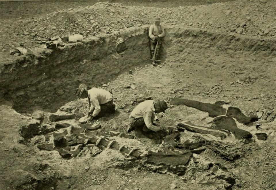 At the turn of the 20th century, museums started funding excavations to unearth dinosaur bones. <a href="https://museum.wales/media/48597/thumb_1024/bone-cabin-quarry-1898-PublicDomain.jpg" rel="nofollow noopener" target="_blank" data-ylk="slk:Museum Wales;elm:context_link;itc:0;sec:content-canvas" class="link ">Museum Wales</a>