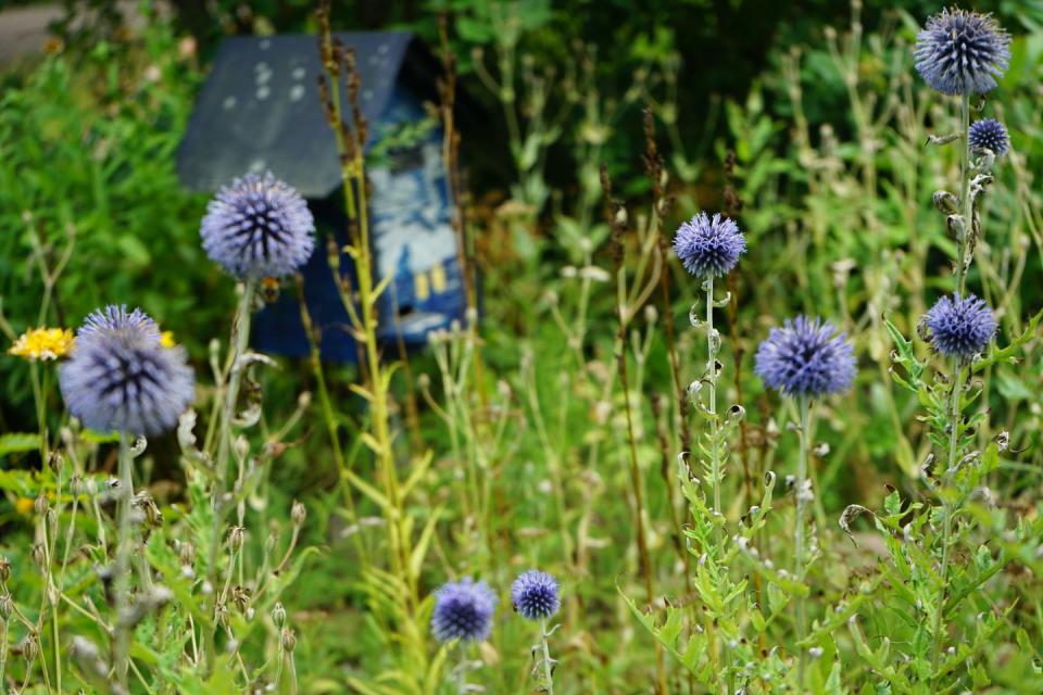 garden weeds