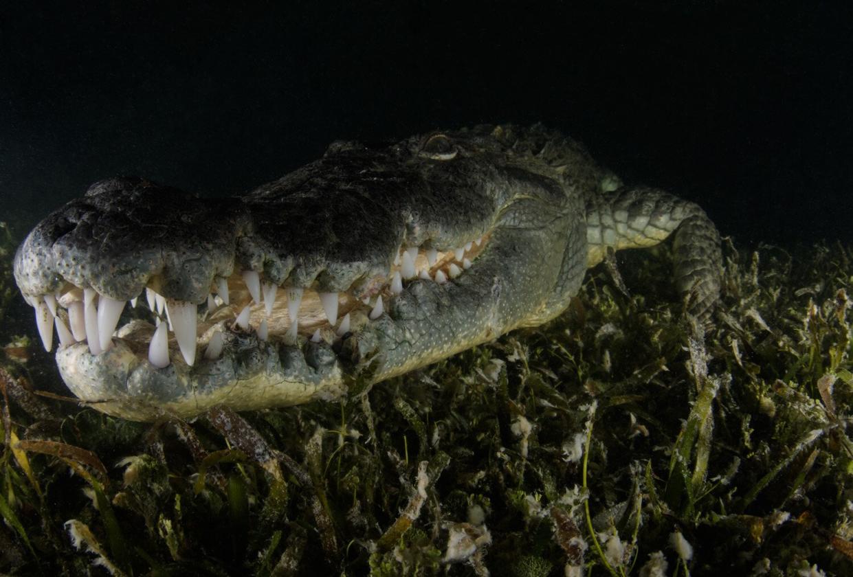 An American Crocodile stalks across a seagrass bed at night off Banco Chinchorro Atoll, Mexico