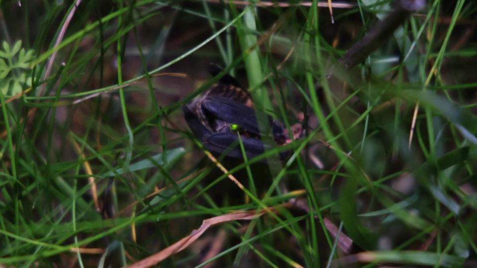 A glow worm in the grass on the South Downs