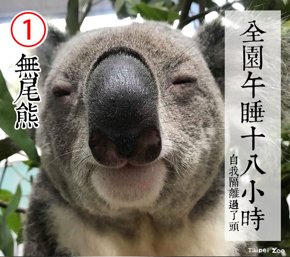 <p>No. 1 candidate is a cute and cuddly koala  (FB/Taipei Zoo)</p>
