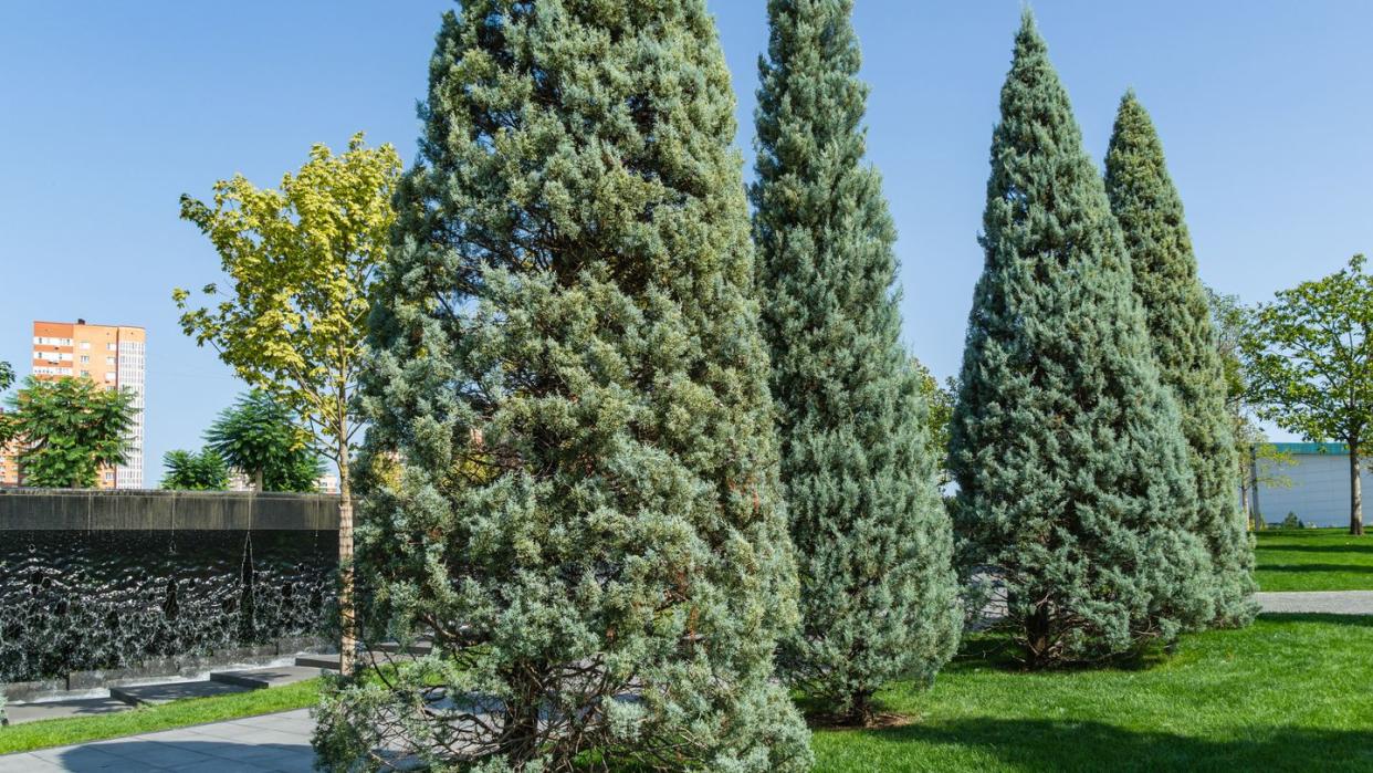 types of christmas trees,close up of trimmed arizona cypress