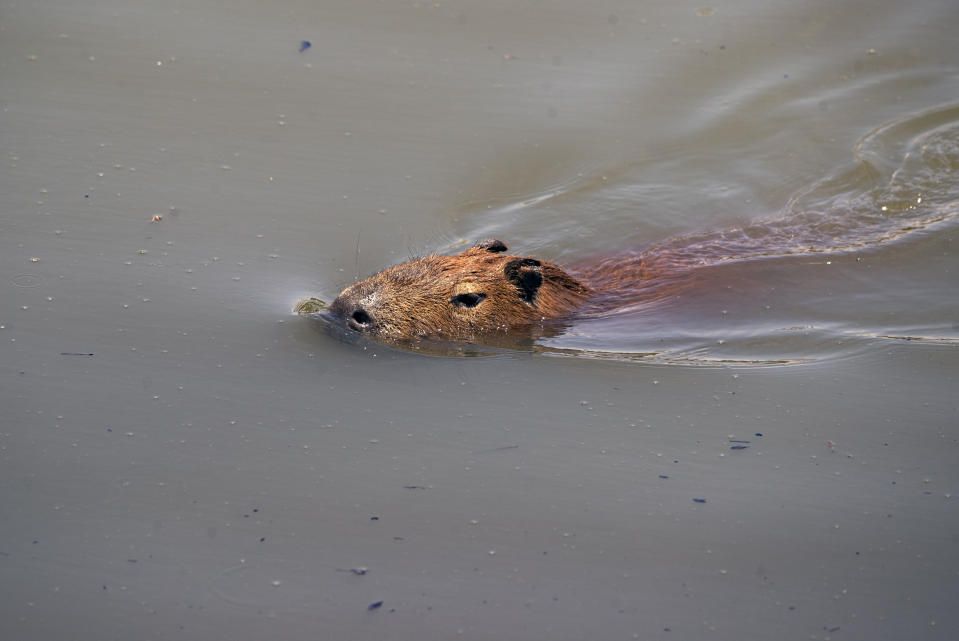 Una capibara nada en el río Pinheiros, en Sao Paulo, Brasil, el 22 de octubre de 2020. Tras años afectado por vertidos de aguas residuales y basura, el gobierno estatal de Sao Paulo está intentando de nuevo limpiar el río Pinheiros, considerado uno de los más contaminados del país. (AP Foto/Andre Penner)