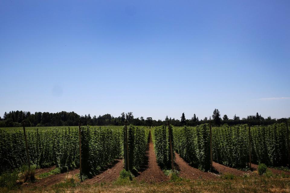 Hops grow in a field at Goschie Farms Inc. in Silverton, Oregon,
