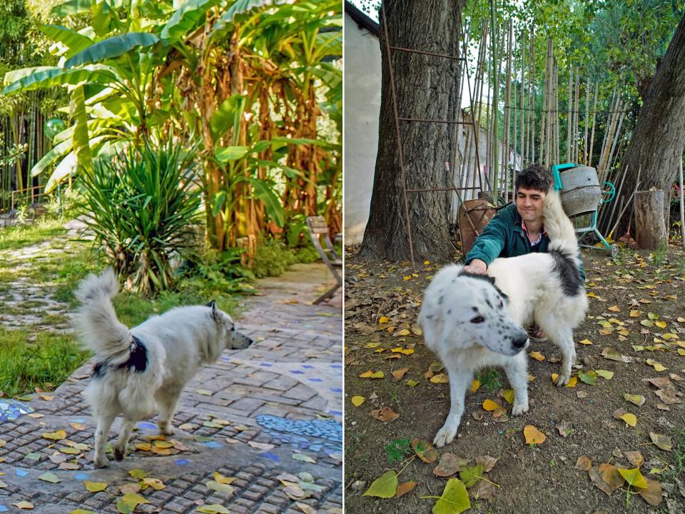 The fluffy, big dog outside the livable sculpture Airbnb in Rome