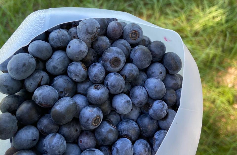 Blueberry Picking