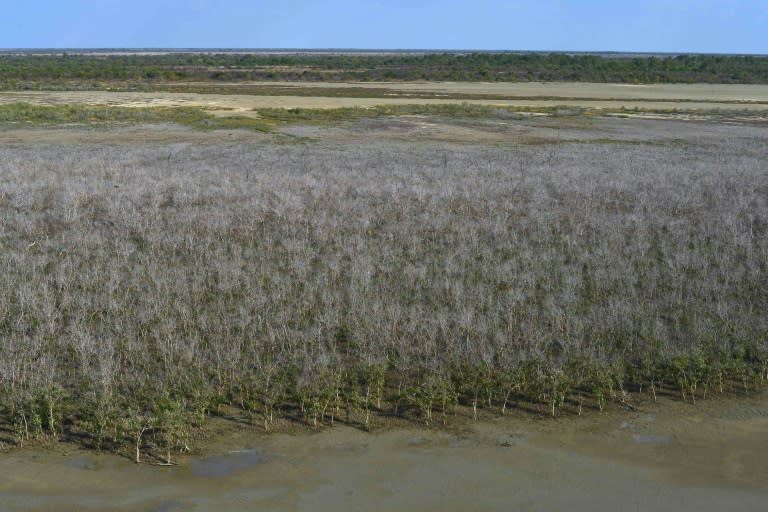 The die-back of mangrove swamps in Australia's Gulf of Carpentaria is believed to be the worst incident ever recorded