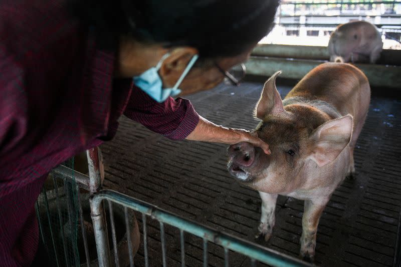 Thailand's pig farms ravaged by suspected African swine fever