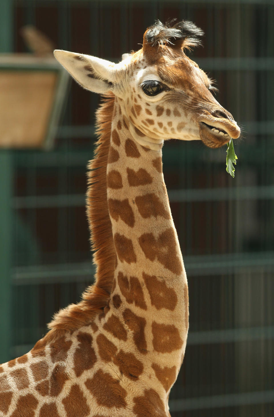 BERLIN, GERMANY - JUNE 29: Jule, a baby Rothschild giraffe, munches on a branch in her enclosure at Tierpark zoo on June 29, 2012 in Berlin, Germany. Jule was born at the zoo on June 10. (Photo by Sean Gallup/Getty Images)