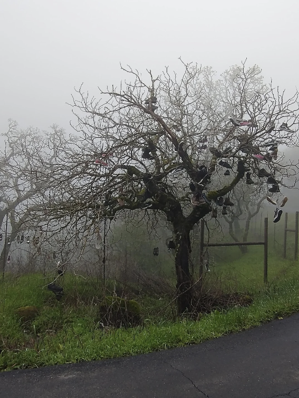 Bare tree with multiple shoes hanging from its branches, set against a foggy backdrop