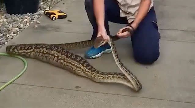 Brydie Maro pulls the snake out from under a Mossman house. Source: Facebook/Brydie Maro