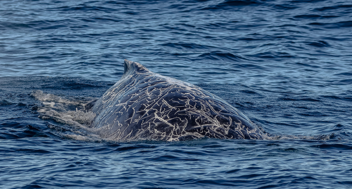 Mystery over strange whale photos off Aussie coast: ‘Never seen anything like it’