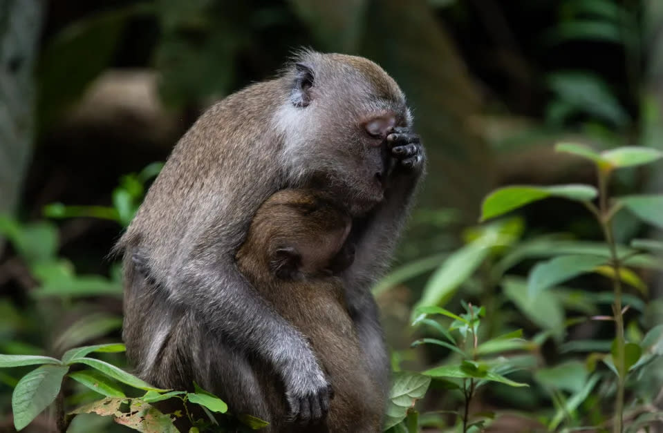 Título “La vida de una madre”. Un macaco bebé de cola larga se aferra a su madre cansada en Singapur.