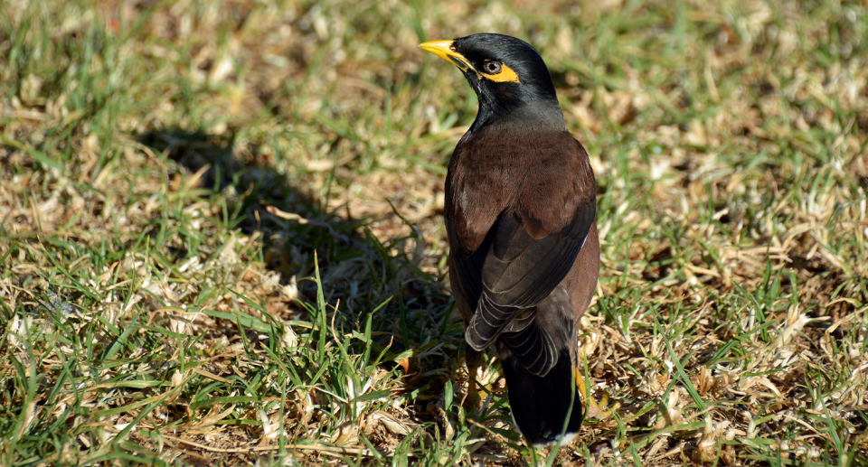 A common myna in close up on the grass.