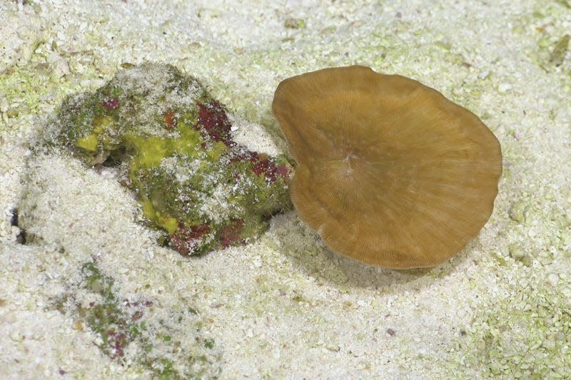 A Leptoseris coral documented on Dive 672. - Photo: <a class="link " href="https://schmidtocean.photoshelter.com/galleries/C0000HRWFfu1r_rE/G0000rTHPxnoGl64/I0000yOvMoPSfYdw/The-deepest-known-photosynthesis-dependent-Leptoseris-coral-documented-on-the-northern-flank-of-Motu-Motiro-Hiva" rel="nofollow noopener" target="_blank" data-ylk="slk:ROV SuBastian/Schmidt Ocean Institute under CC BY-NC-SA;elm:context_link;itc:0;sec:content-canvas">ROV SuBastian/Schmidt Ocean Institute under CC BY-NC-SA</a>