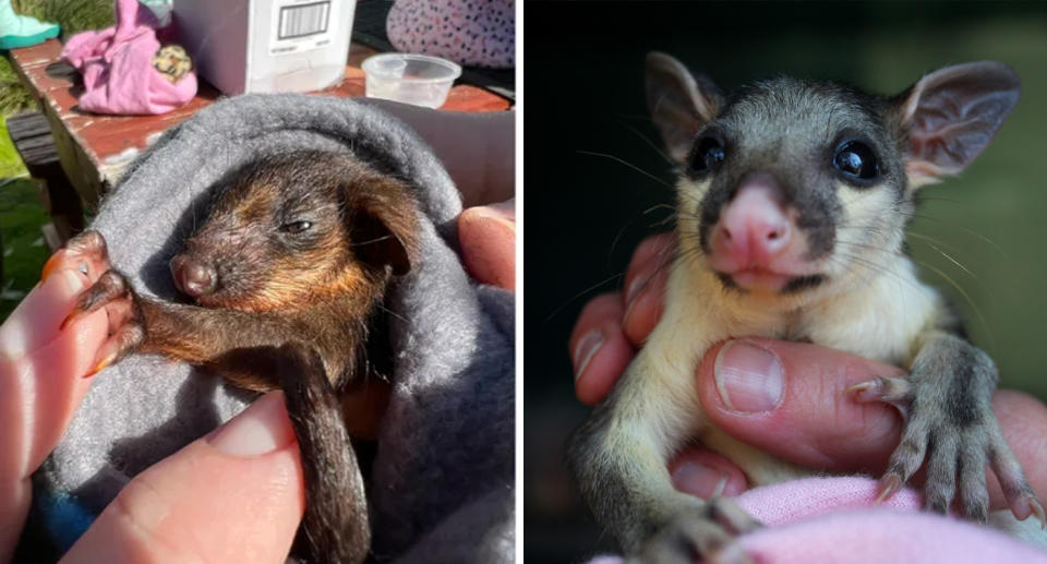 Two photos of possums. 