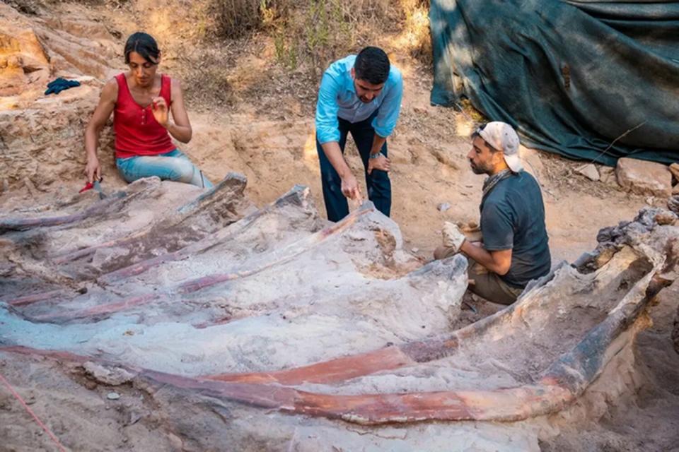 Uma campanha de escavação no sítio paleontológico de Monte Agudo (Pombal, Portugal) resultou na extração parcial do esqueleto fossilizado de um grande dinossauro saurópode.