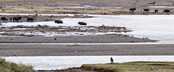 Last spring, a group of us watched this wolf unsuccessfully stalk a bison calf in Yellowstone National Park's Lamar Valley. Under Montana's new rules, even wolves that spend most of their lives in the park could be shot and trapped on private l