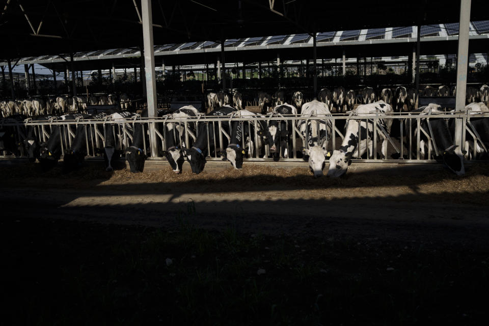 Cows eat at the dairy in Kibbutz Nahal Oz, Israel, Wednesday, Feb. 7, 2024. (AP Photo/Leo Correa)