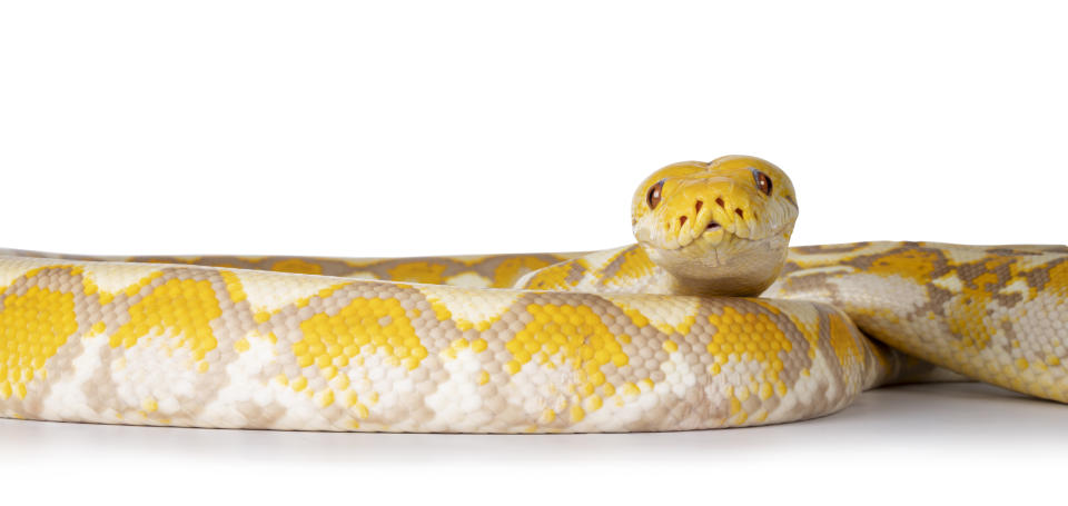 Kann auch selbst recht freundlich gucken: eine weiß-gelbe Malayopython. (Symbolbild: Getty)