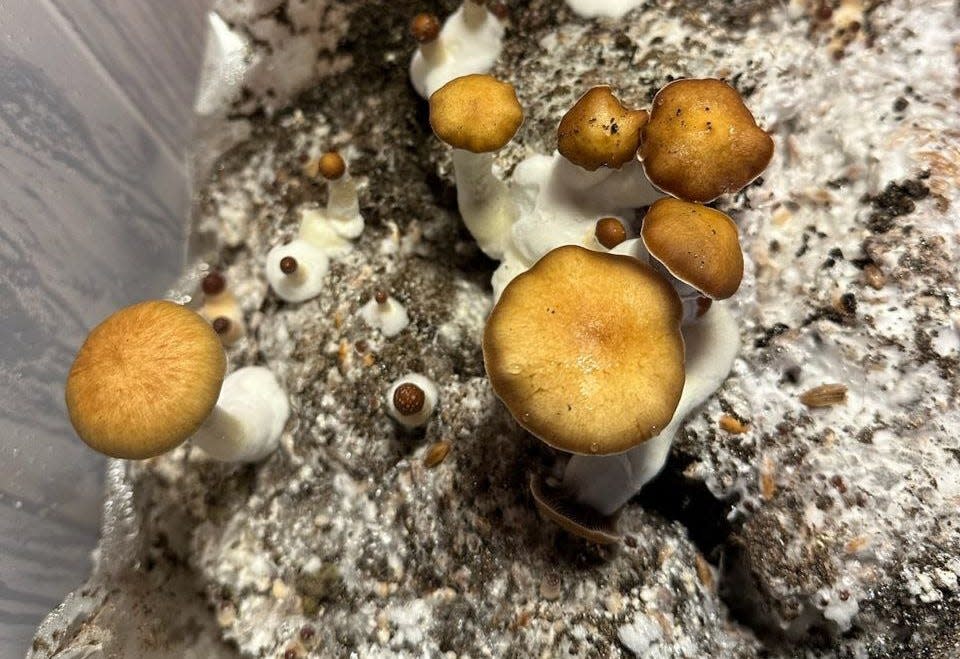 Language in the New Jersey legislation called the "Psilocybin Behavioral Health Access and Services Act” is centered around mental health, but its provisions decriminalize recreational use.