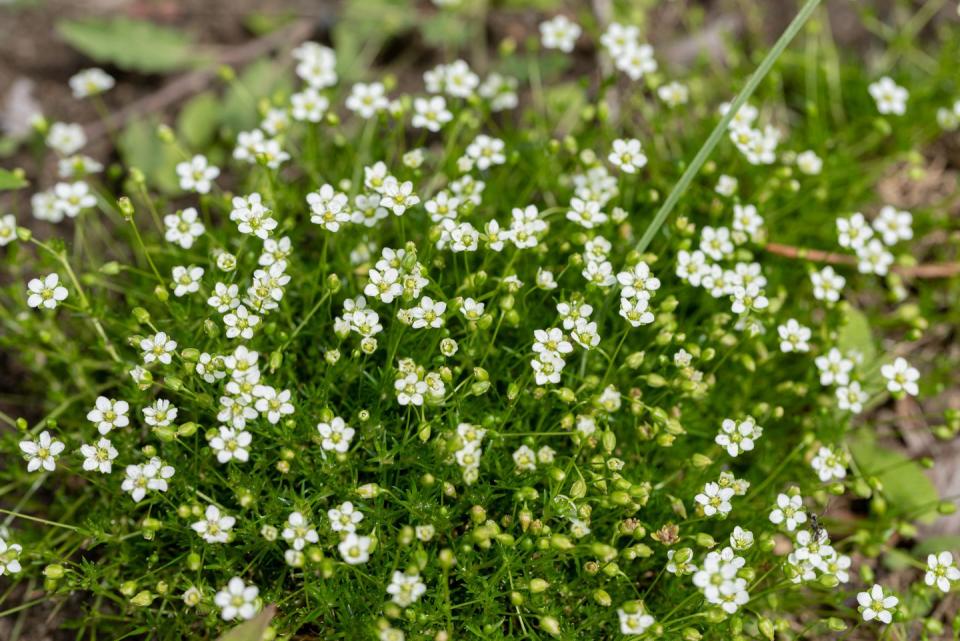 best shade perennials irish moss