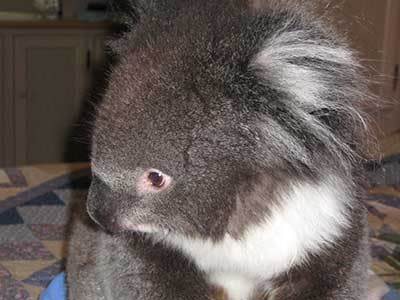 Koala stolen from Adelaide home