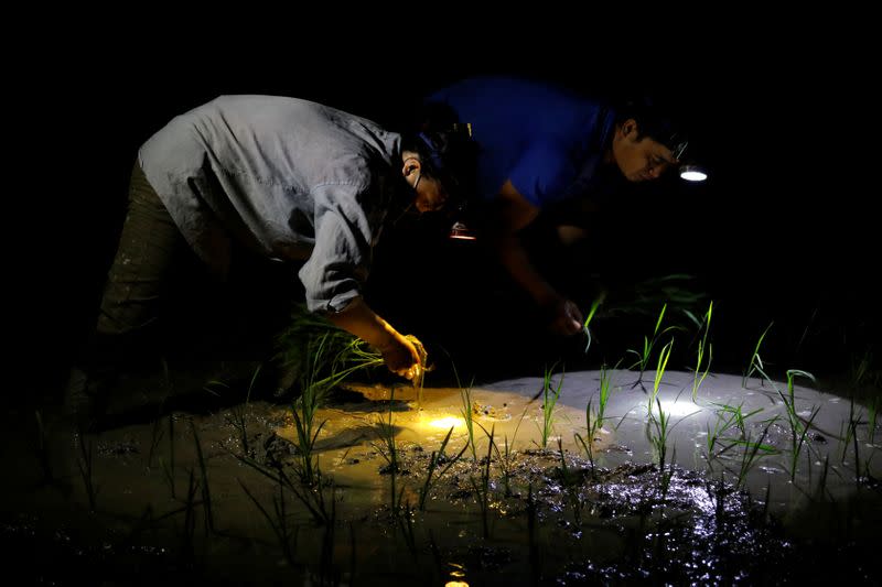 Farmers plant rice on a paddy field during early morning to avoid the heat in Hanoi