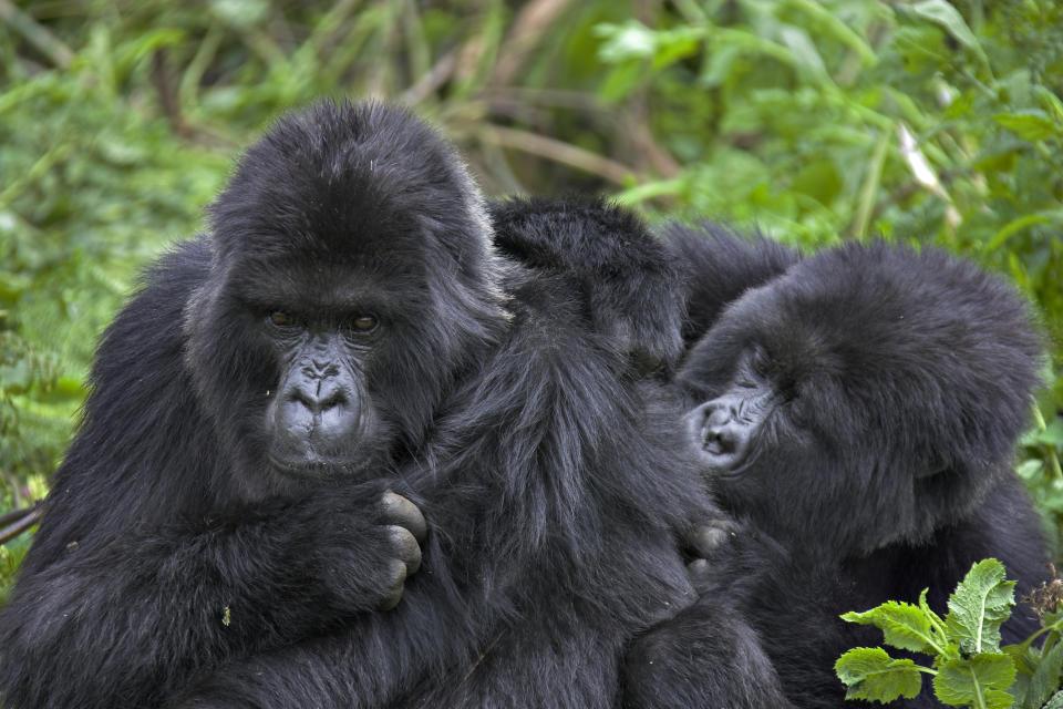 Virunga Mountains, Rwanda