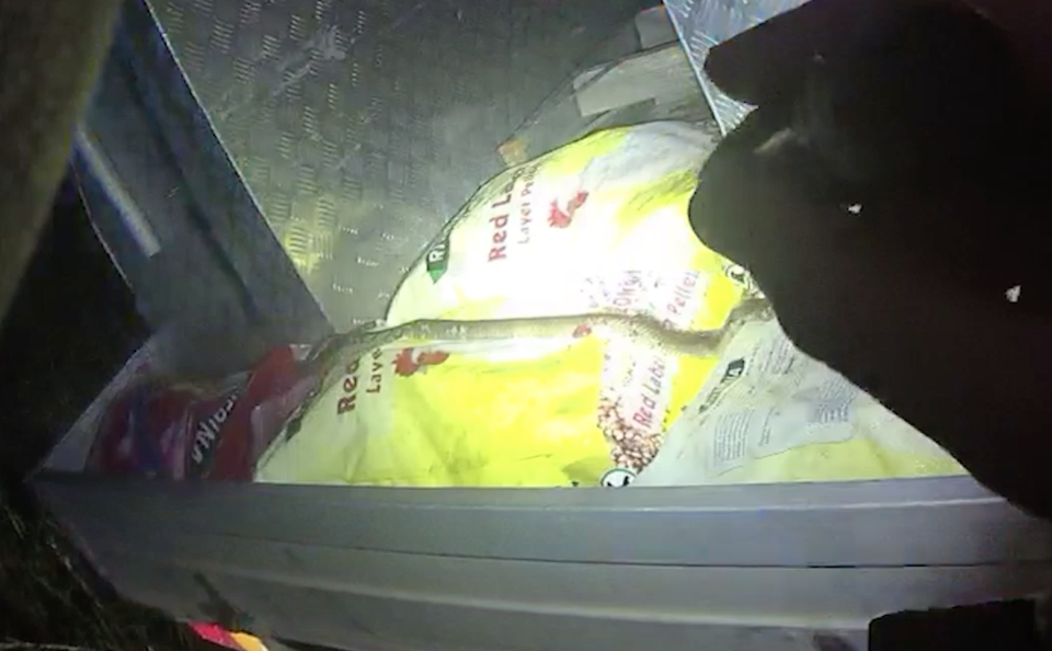 A police officer finds an eastern brown snake in the back of a ute tray.