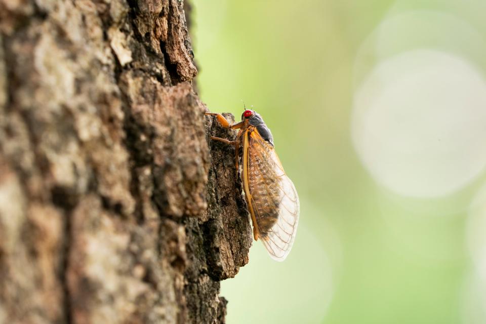 A Brood XIX cicada crawls up a tree on the campus of the University of North Carolina on May 1, 2024 in Chapel Hill, North Carolina. Brood XIX, known as the Great Southern Brood, are present along the east coast from Maryland to Georgia and in the Midwest from Iowa to Oklahoma.
