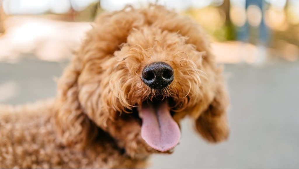 Cute close-up photo of a Labradoodle, a popular Poodle mix, in the public park on a sunny summer day.