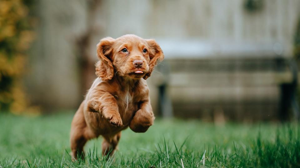 Cocker spaniel