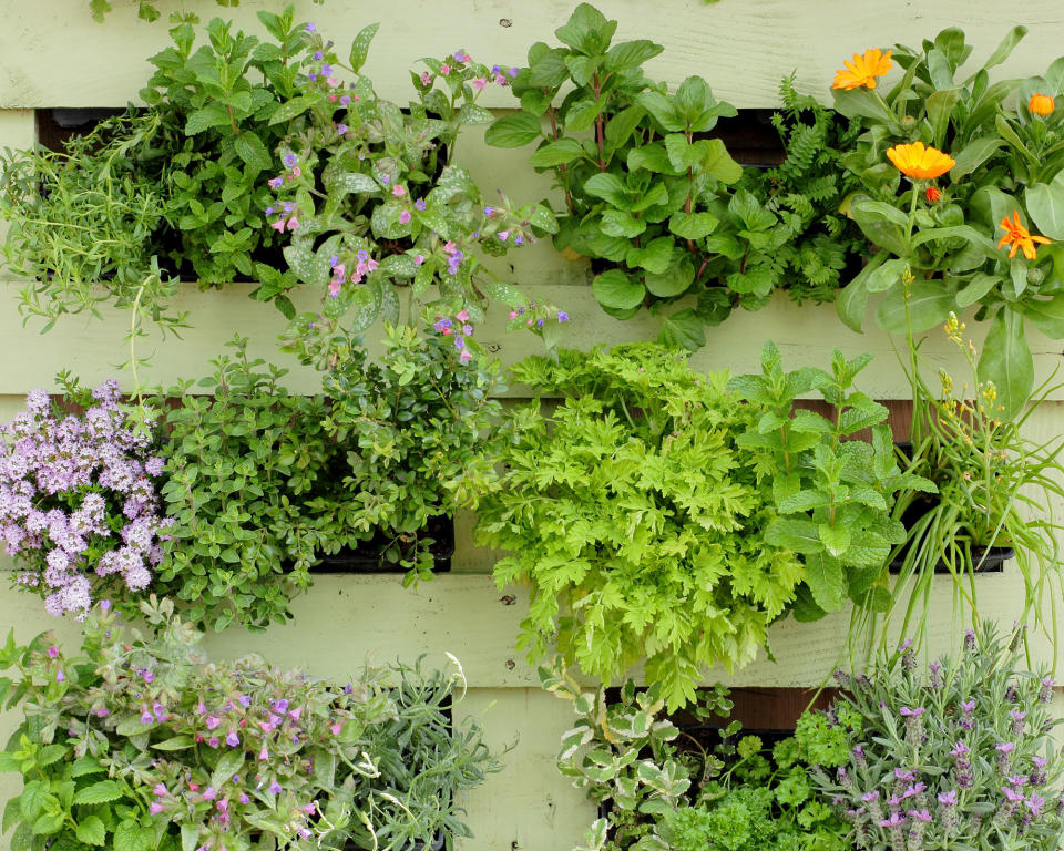 WHAT HERBS CAN BE GROWN TOGETHER?