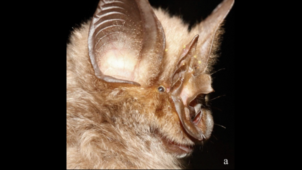 Rhinolophus mabuensis, a species of bat, was found to only live in the sky islands of the region, according to the study. Scientific Reports