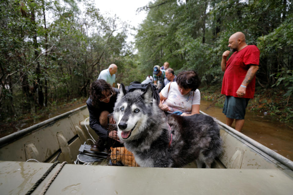 A Husky sled dog named Maya peers out from a rescue boat as she joins people fleeing rising flood waters in the aftermath of Hurricane Florence in Leland, North Carolina, U.S., September 16, 2018. REUTERS/Jonathan Drake