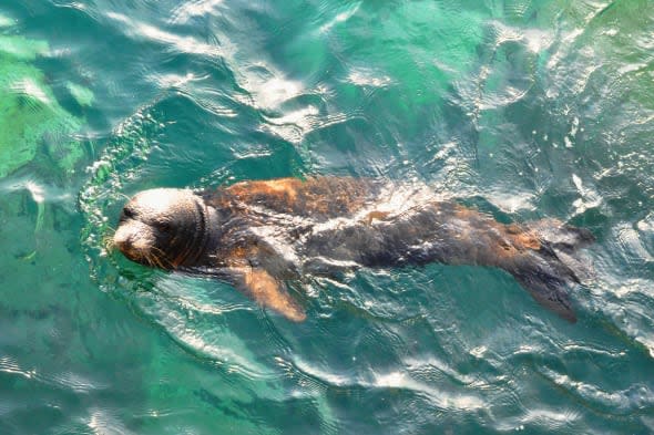 seal makes friends with the locals