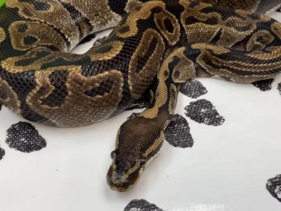 Basil the ball python is looking for a forever home.  (Dewdney Animal Hospital - image credit)