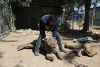 <p>Palestinian Mohammad Oweida, a zoo owner, shows stuffed animals that died during the 2014 war, in Khan Younis in the southern Gaza Strip on March 7, 2016. (REUTERS/Ibraheem Abu Mustafa) </p>