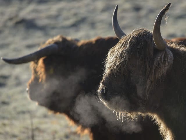 The Highland cattle didn't seem to mind the cold